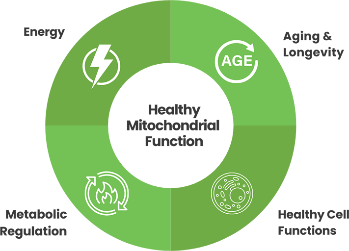 Healthy Mitochondrial Function